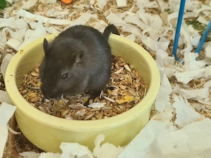 Rennmäuse Nachwuchs  Wüstenrennmäuse
