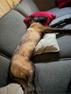 malinois zuverkaufen