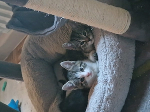 2 Kater suchen ein liebevolles Zuhause 