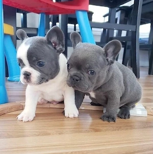 Französische Bulldoggen Welpen suchen ein schönes Zuhause 