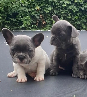 Zuckersüße sportliche Französische Bulldoggen Welpen Blue Lilac Bild 5