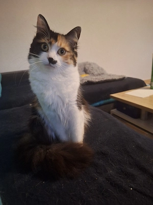 suche deckkater 