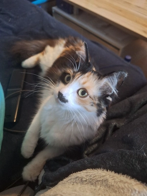 suche ein deckkater bald zum paaren 