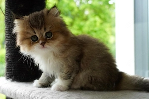 Bkh-Blh-Mix Kitten