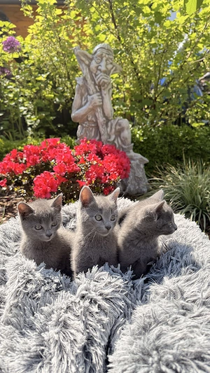 Russisch Blau Kitten mit Stammbaum Bild 3