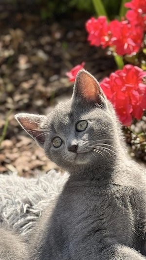 Russisch Blau Kitten mit Stammbaum Bild 2