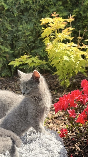 Russisch Blau Kitten mit Stammbaum Bild 10