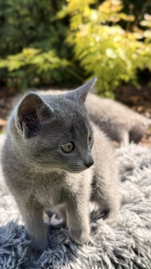 Russisch Blau Kitten mit Stammbaum Bild 7