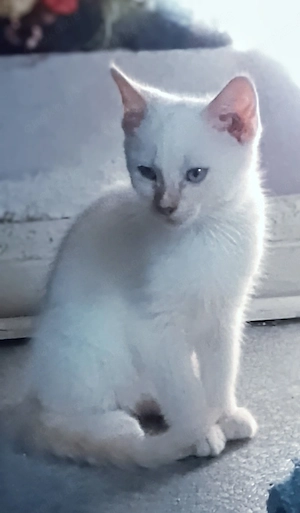 Katzenbabys 