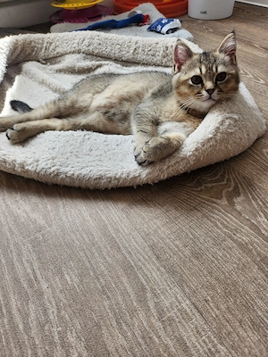 Reinrassige BKH Kitten 
