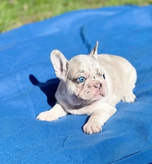   Zuckersüße Französische Bulldoggen Welpen mit Ahnentafel Bild 6