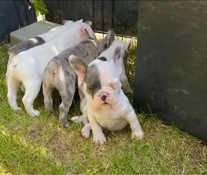   Zuckersüße Französische Bulldoggen Welpen mit Ahnentafel Bild 4