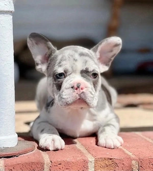   Zuckersüße Französische Bulldoggen Welpen mit Ahnentafel Bild 1