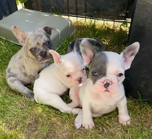   Zuckersüße Französische Bulldoggen Welpen mit Ahnentafel Bild 7