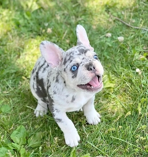   Zuckersüße Französische Bulldoggen Welpen mit Ahnentafel