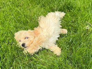 Maltipoo weibliche , mit blauem Auge
