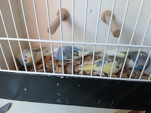 Wellensittiche nestjung