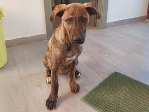 Chiara sucht ihr Zuhause (noch auf Sardinien)