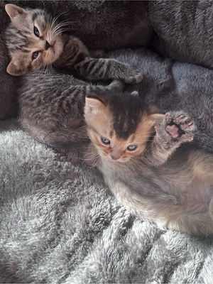 zauberhafte bkh kitten , reinrassig  , suchen 5 sterne zuhause seltene farben             
