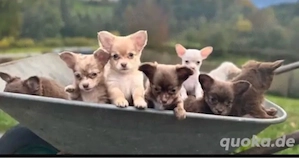 Chihuahua Welpen in KH und LH mit Ahnentafel