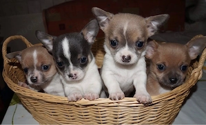 Chihuahua Welpen in KH und LH mit Ahnentafel