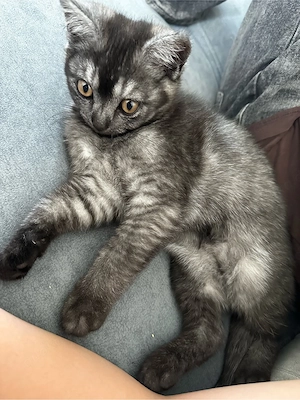 Zuckersüßes Katzenbaby sucht ein liebevolles Zuhause! Bild 2