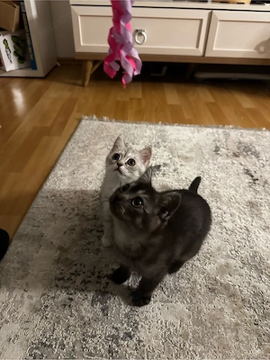 Zuckersüßes Katzenbaby sucht ein liebevolles Zuhause! Bild 7
