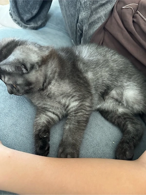 Zuckersüßes Katzenbaby sucht ein liebevolles Zuhause! Bild 4