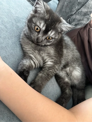 Zuckersüßes Katzenbaby sucht ein liebevolles Zuhause! Bild 3