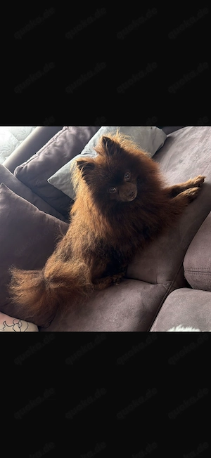 Pomeranian Rüde in wunderschöner Schokoladenfarbe sucht liebevolles Zuhause 