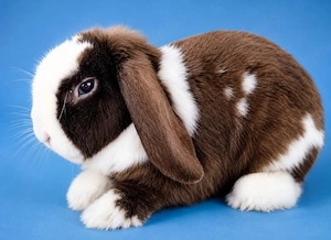 Tolle Mini Lop Kaninchen Hasen Widder zu Abgabe.