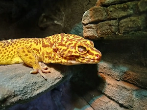 Leoparden Geckos