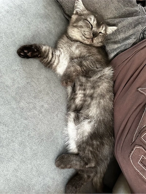 Zuckersüßes Katzenbaby sucht ein liebevolles Zuhause! Bild 6