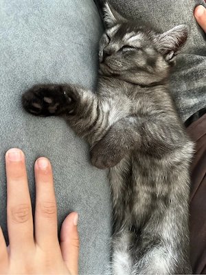 Zuckersüßes Katzenbaby sucht ein liebevolles Zuhause! Bild 5