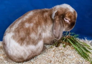 Toller super lieber Mini Lop Kaninchen Hasen Widder zu Abgabe.