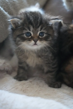 Sibirische Waldkatzen   Neva Masquarade Kitten