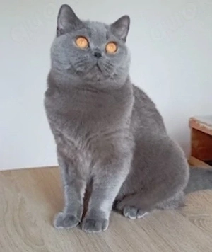 BKH Katze 