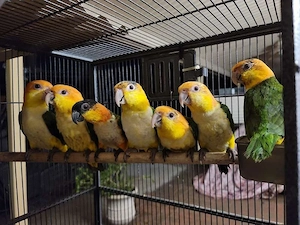 Weißbauchpapageien erhältlich