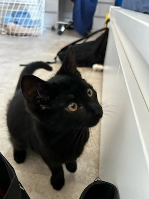 Süßer kater BKH Mainecoon