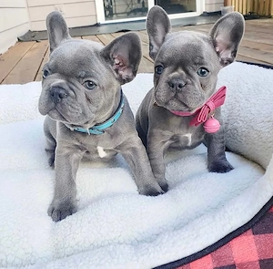 Französische Bulldoggen Welpen