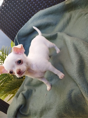 Chihuahua Mädchen 