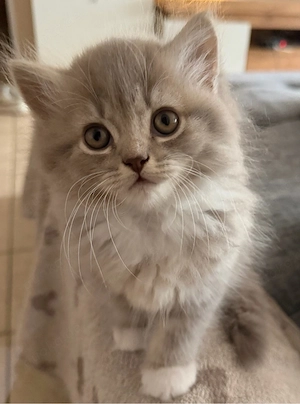 BKH BLH kitten in liebevolle Hände abzugeben
