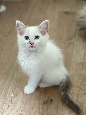 Ragdoll Kitten nur noch 1 Kater 