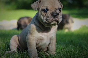 französische bulldoggen welpen  Bild 3