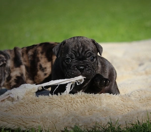 französische bulldoggen welpen  Bild 5