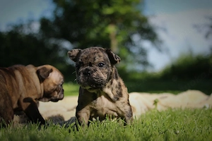 französische bulldoggen welpen  Bild 4