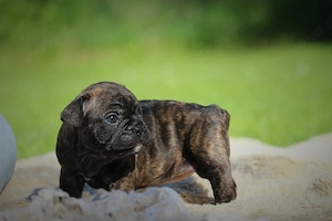 französische bulldoggen welpen  Bild 2