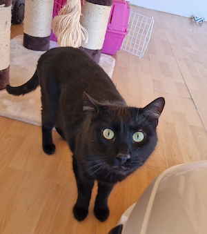 Tom, 3 Jahre, lieb, sozial mot anderen Katzen