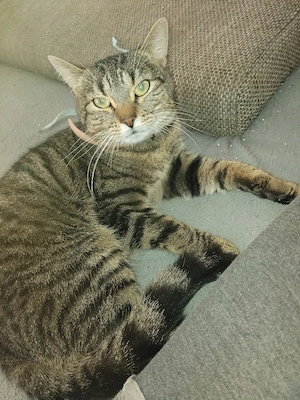 kleiner karter sucht neues zuhause 