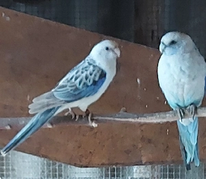 Rosella blau 